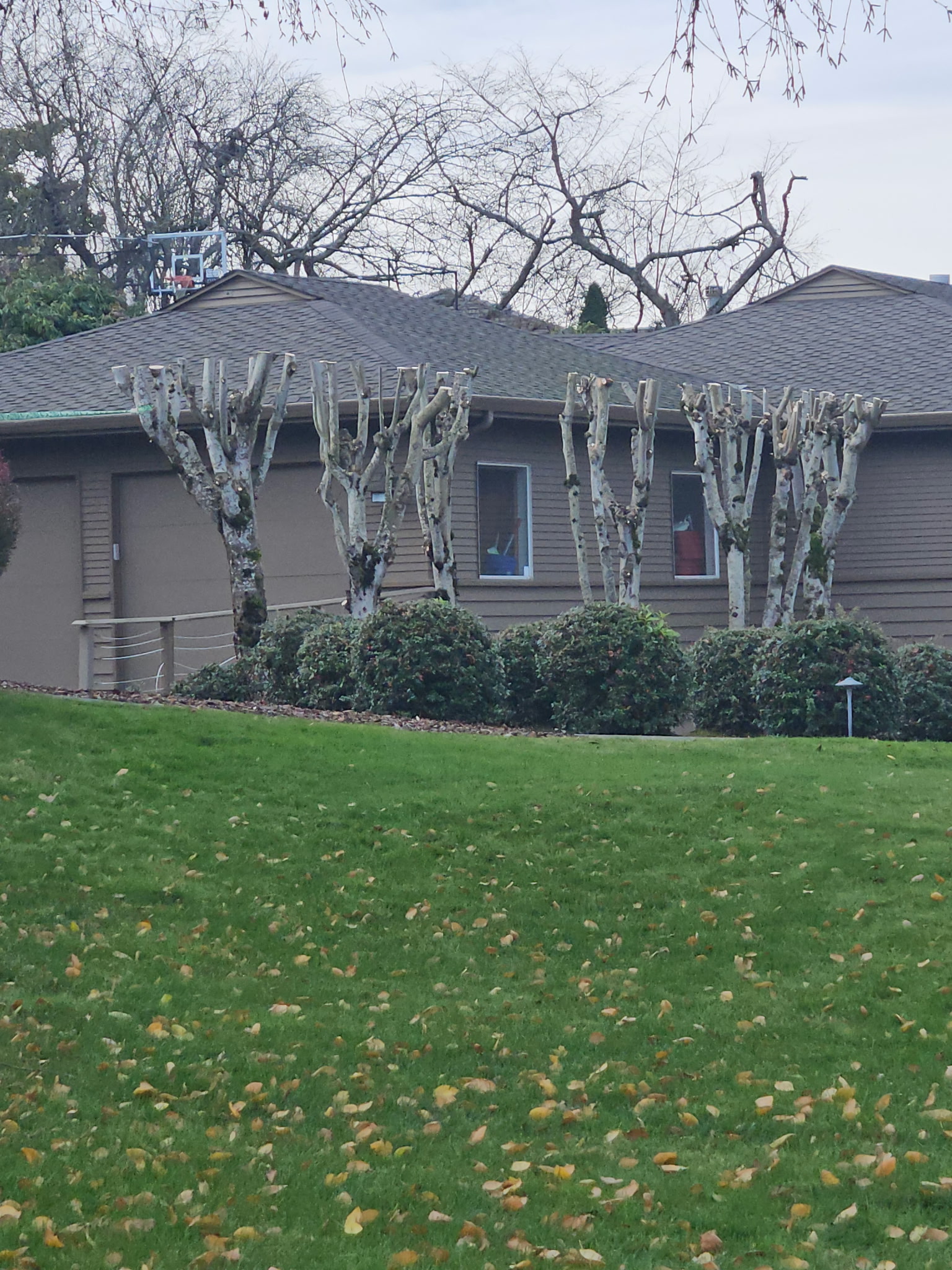 Lawn with trimmed trees